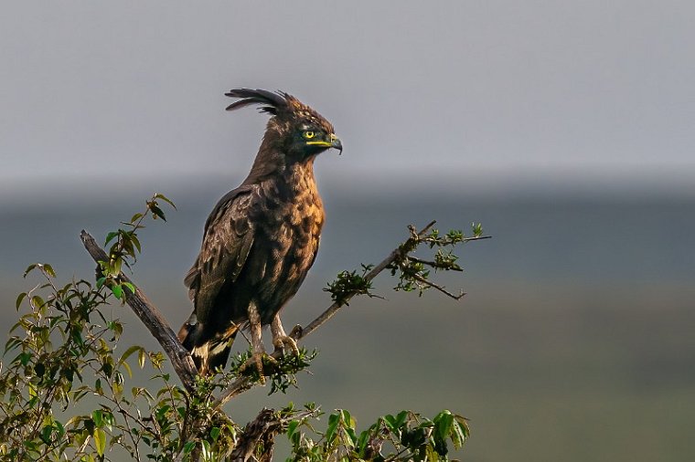 019 Masai Mara, afrikaanse zwarte kuifarend.jpg